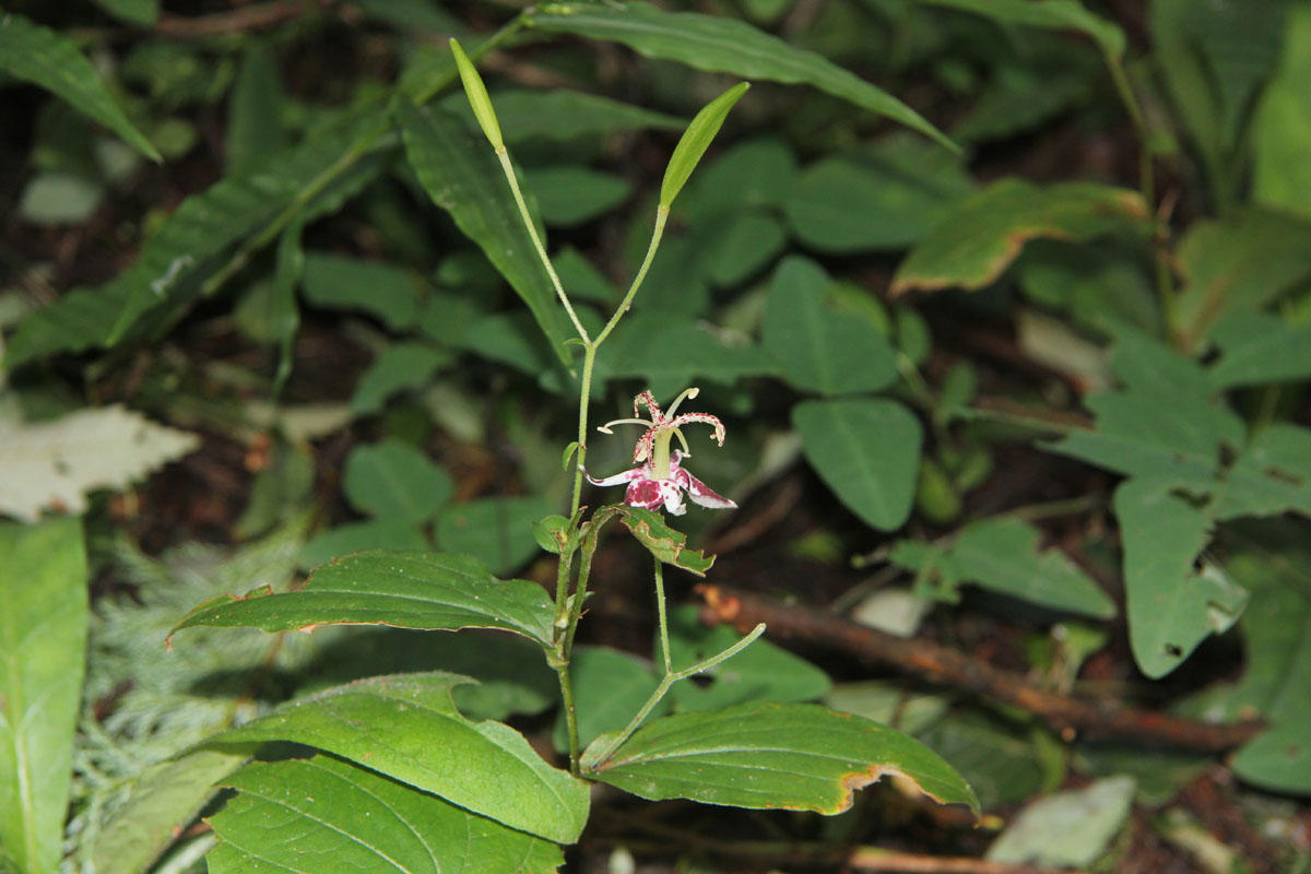 Tricyrtis macropoda 日陰に咲くヤマホトトギス: まさじの写真回廊