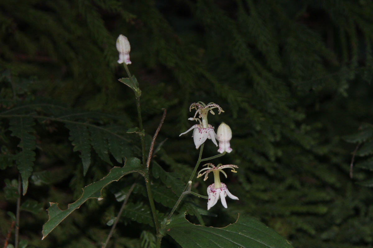 Tricyrtis macropoda 日陰に咲くヤマホトトギス: まさじの写真回廊