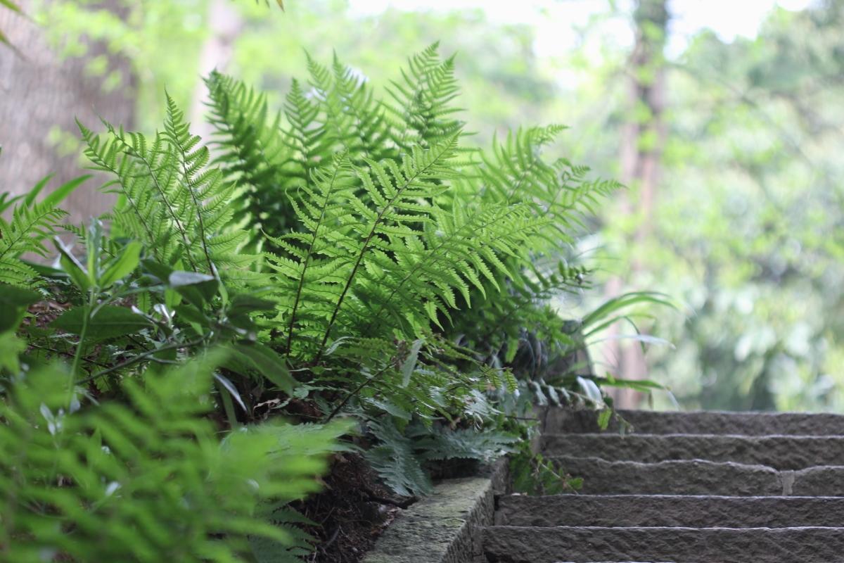 Pteridophyte シダ 羊歯 歯朶 おとなとこども まさじの写真回廊