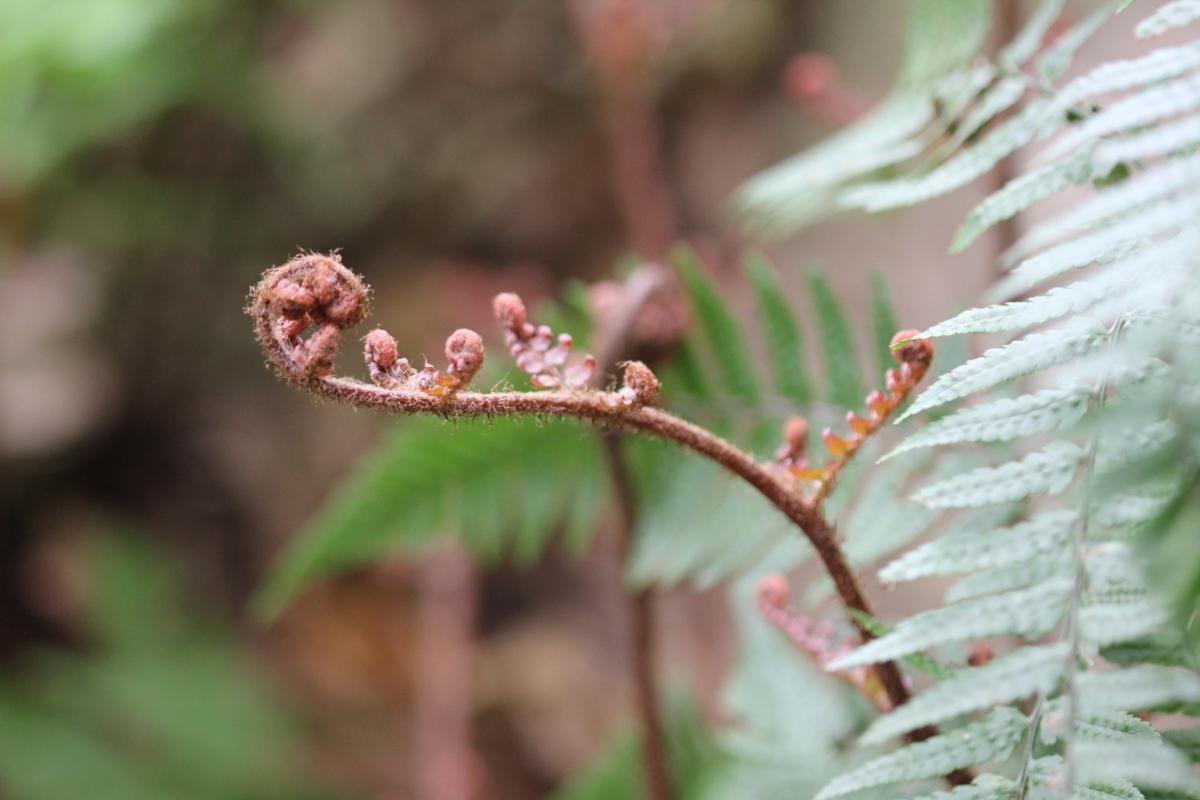 Pteridophyte シダ 羊歯 歯朶 おとなとこども まさじの写真回廊